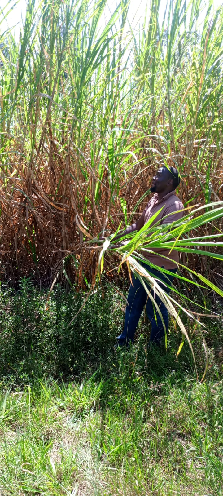 Napier Grass